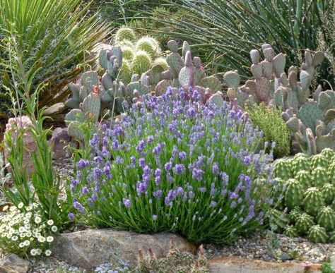 Bee Friendly Plants, High Country Gardens, Lavender Plants, Rock Garden Plants, Country Gardens, Gardening Trends, English Lavender, Lavender Plant, Have Inspiration