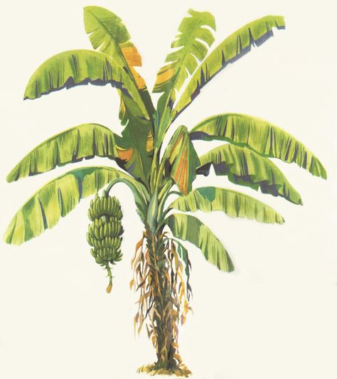 Watercolor Banana Tree, Banana Plant Illustration, Banana Trees Drawing, Banana Plant Painting, Banana Plant Drawing, Banana Tree Painting, Banana Tree Drawing, Banana Tree Illustration, Banana Trees Landscape