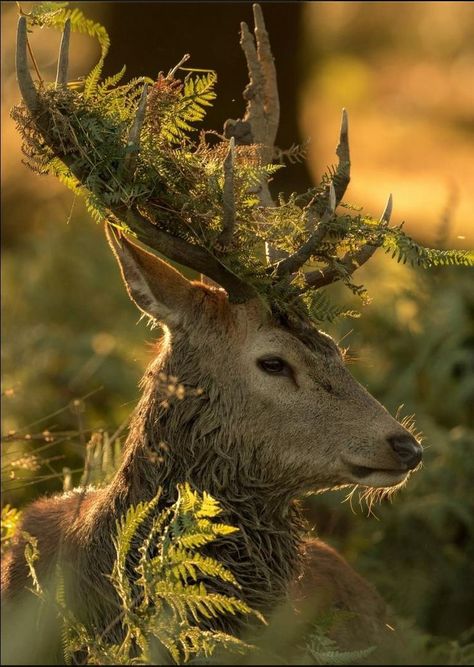 Forest Animals Photography, Steer Photography, Stag Aesthetic, Wildlife Aesthetic, Deer Aesthetic, Deer Reference, Pretty Animals, Arte Inspo, 영감을 주는 캐릭터