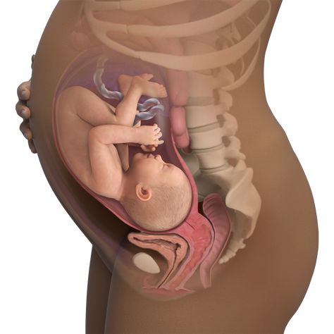 Pregnant Symptoms, Prenatal Development, Baby In Womb, 40 Weeks Pregnant, 39 Weeks Pregnant, 38 Weeks Pregnant, 35 Weeks Pregnant, 37 Weeks Pregnant, 36 Weeks Pregnant