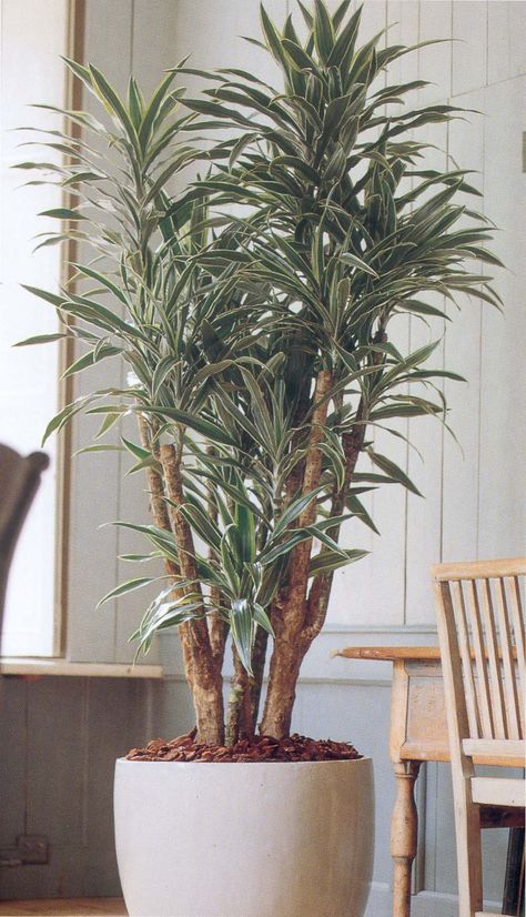 A beautiful plant - Dracaena Deremensis in simple planter always looks good and is very versatile Dracaena Deremensis, Patio And Garden, Back To Nature, Planting, Herbs, Patio, Plants, Flowers, Nature