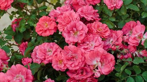 A Better Rose Than Knock Out | Southern Living Drift Roses, Landscaping With Roses, Ground Cover Roses, Knockout Roses, Rose Arbor, Traditional Roses, Rose Care, Rose Varieties, Farmhouse Landscaping