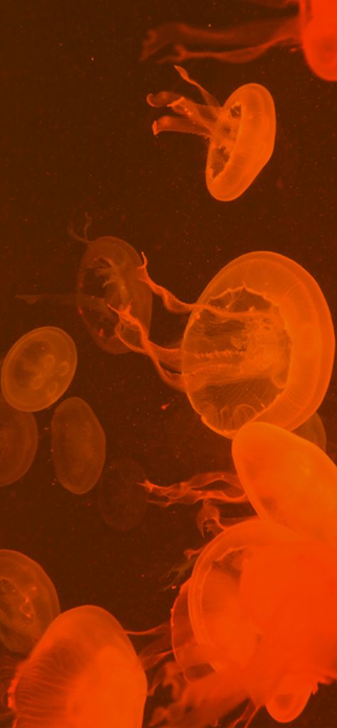 Orange Jellyfish Wallpaper, Japanese Iphone Wallpaper Aesthetic, Pretty Orange Wallpaper, Deep Red Wallpaper Aesthetic, Jellyfish Background Wallpapers, Iphone 16 Wallpaper Ideas, Brown Phone Wallpaper Aesthetic, Orange Iphone Wallpaper Aesthetic, Wallpaper Backgrounds Orange Aesthetic