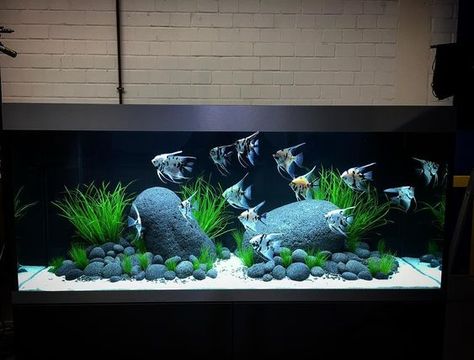 Angel Fish Tank, Goldfish Aquarium, Cichlid Aquarium, Fish Aquarium Decorations, Amazing Aquariums, Cool Fish Tanks, Diy Fish Tank, Fish Tank Design, Tropical Fish Aquarium