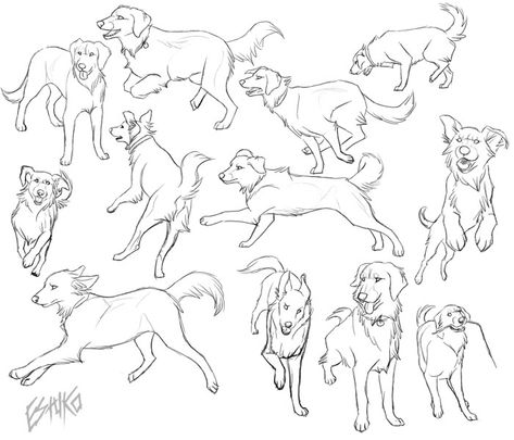 Dog Sketch Reference, Golden Retriever Drawing Tutorial, Dogs Playing Drawing, Golden Retriever Reference, Dog Playing Drawing, Dog Poses Drawing, Dog Running Drawing, Dog Poses Reference, Dog Reference Drawing