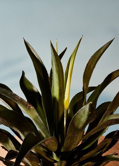 People Drinking, Mezcal Tequila, California Tattoo, Mexican Home Decor, Mexico Art, Healthy People, Agaves, Botany, Beautiful World