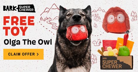 Get a FREE Olga the Owl Toy with your first box when you sign up for a Super Chewer multi month subscription! Super Chewer Deal: FREE Olga the Owl Toy With First Box of Tough Toys for Dogs! → https://hellosubscription.com/2021/04/super-chewer-coupon-free-olga-the-owl-toy/ #BarkBox, #SuperChewer #subscriptionbox Owl Toy, Toys For Dogs, Free Toys, Bark Box, Monthly Subscription Boxes, Monthly Subscription, Free Coupons, Subscription Boxes, Dog Toys