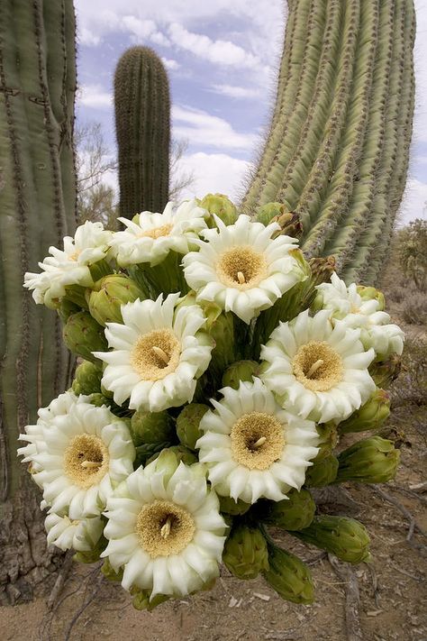 Saguaro Cactus Blossom, Arizona State Flower, Cactus Blossom, Cactus Tattoo, Cactus Blossoms, Watercolor Fruit, Cactus Flowers, Cactus Plant, Saguaro Cactus