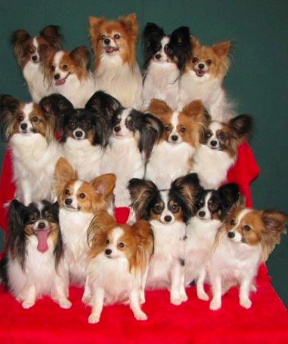 Papillion Puppies, Papillon Dog Puppy, Papillon Puppies, Papillon Dogs, Papillon Puppy, Papillon Dog, Good Dog, Health Information, Getting A Puppy