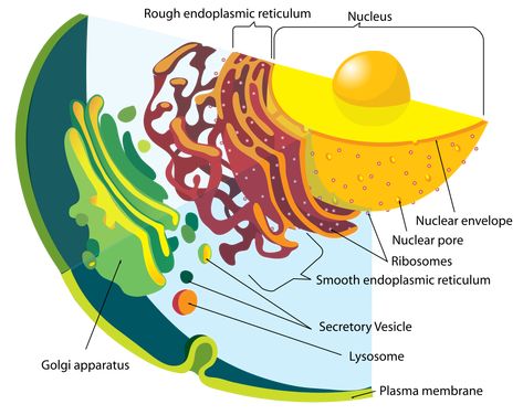 File:Endomembrane system diagram en.svg - Wikipedia Endomembrane System, Endoplasmic Reticulum, Protein Folding, Nuclear Membrane, Prokaryotic Cell, Eukaryotic Cell, Plasma Membrane, Cell Model, Cell Line