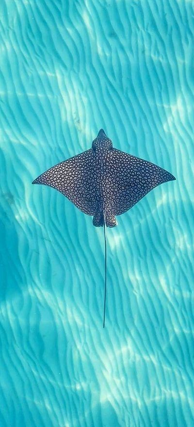 Oceanography Marine Biology, Marine Photography, Sting Rays, Manta Rays, Beautiful Sea Creatures, Ocean Pictures, Marine Biologist, Manta Ray, Ocean Vibes