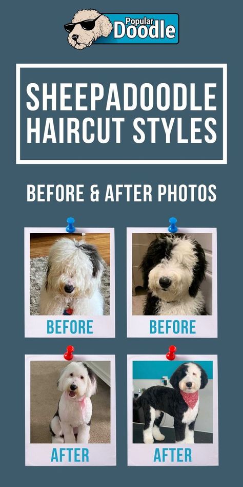 Mini Sheepadoodle Haircut, Groomed Sheepadoodle, Sheepadoodle Puppy Grooming Styles, Sheepadoodle Summer Haircut, Sheepadoodle Haircuts, Doodle Puppy Cut, Sheepadoodle Haircut, Sheepadoodle Grooming, Sheepadoodle Haircut Styles