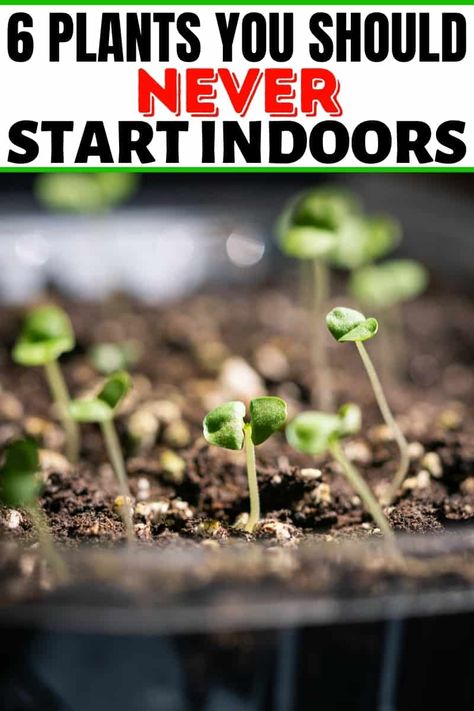 Did you know that there are 6 Plants You Should NEVER Start Indoors? It's true! Plus should you sow your seeds indoors vs. outdoors and does it matter? Find out the pros and cons of starting seeds indoors vs starting seeds outdoors,to get your garden off on the right foot! #gardeningtips #startingseeds #gardenhelp #gardentips #gardeninghelp Starting Seeds Outdoors, When To Start Seeds Indoors, When To Start Seeds, Greek Animals, Start Seeds Indoors, Squash Varieties, Starting Seeds, Sowing Seeds, Evergreen Vines