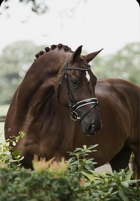 Kwpn Horse, Irish Sport Horse, Warmblood Horses, Beautiful Horse Pictures, Hanoverian, Horse Inspiration, Horse Aesthetic, Most Beautiful Horses, Dressage Horses