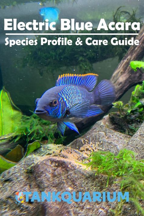 Electric Blue Acara, Freshwater Aquascape, South American Cichlid Tank, Frontosa Cichlids, Common Diseases, Severum Cichlid, Mbuna Cichlids Tanks, Oscar Fish, Blue Acara Cichlid