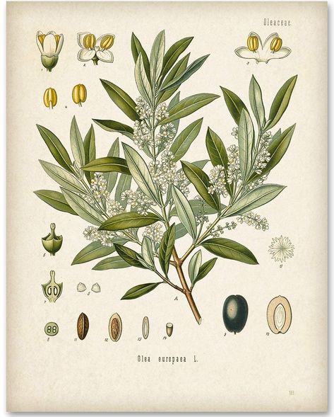 Olive Tree Tattoos, Illustration Botanique Vintage, Botanical Vintage, Antique Botanical Print, Illustration Botanique, Botanical Art Prints, Plant Seeds, Garden Wall Art, Art Antique