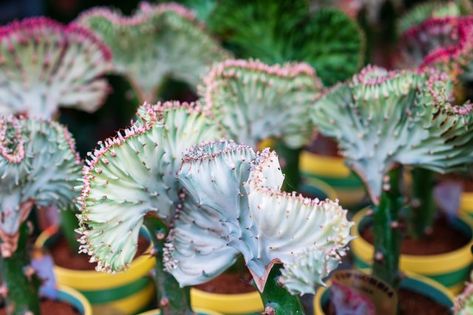 Care for a coral cactus by fulfilling its basic indoor or outdoor needs while steering clear of the plant's sap, which can cause inflammation of the eyes, mucous membranes and skin. Coral Cactus, Potting Soil, Cactus Plants, House Plants, Cactus, Coral, Plants