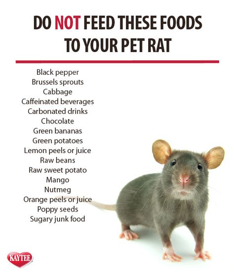 Keep this list handy if you have a pet rat. #SmallAnimals #PetRat Always remember: check with your vet before feeding any new foods to your pet. Portions must remain small as these are small animals with tiny stomachs. Rat Facts, Diy Rat Toys, Pet Rat Cages, Rat Care, Dumbo Rat, Pet Rodents, Baby Rats, Rat Toys, Pet Rat