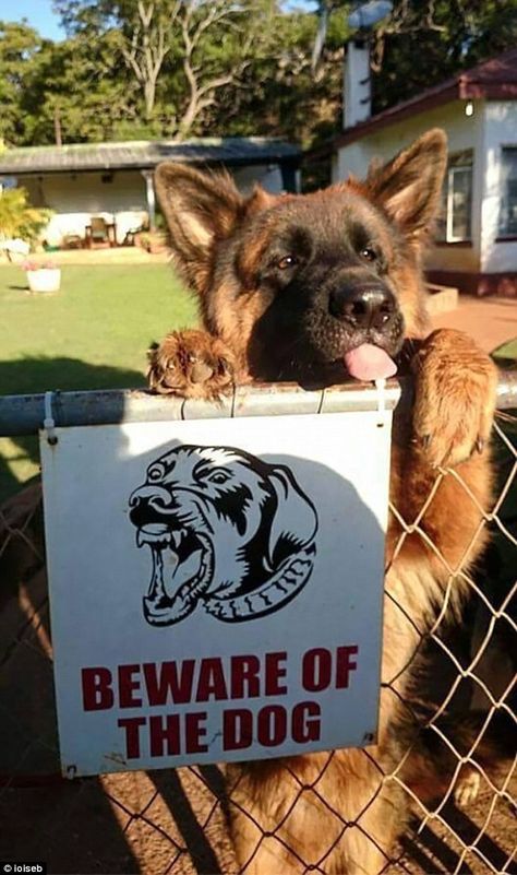 Dangerous Dogs, Beware Of Dog, Funny Dog Memes, Guard Dogs, Dog Signs, Dog Memes, A Sign, 귀여운 동물, Animal Memes