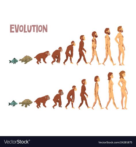 Evolution Diagram, Evolution Cartoon, Evolution Of Man, Evolution Art, Woman Vector, Social Media Drawings, Theory Of Evolution, Human Evolution, Early Humans