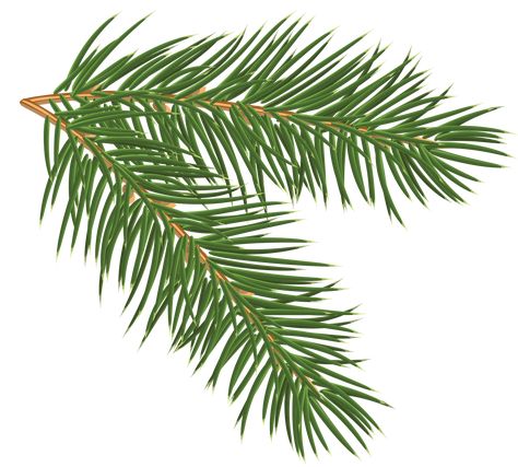 Tree Leaves Drawing, Pine Tree Drawing, Leaves Drawing, Carrd Png, White Pine Tree, Christmas Tree Drawing, Christmas Branches, Diy Christmas Paintings, Pine Leaf