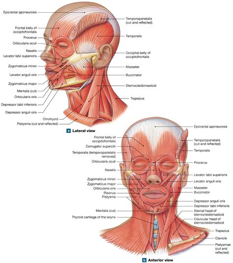 11.6: Axial muscles are muscles of the head and neck, vertebral column, trunk, and pelvic floor Face Muscles Anatomy, Facial Muscles Anatomy, Neck Muscle Anatomy, Muscular System Anatomy, Medical Reference, Muscles Anatomy, Anatomy Notes, Head Muscles, Leaving Cert