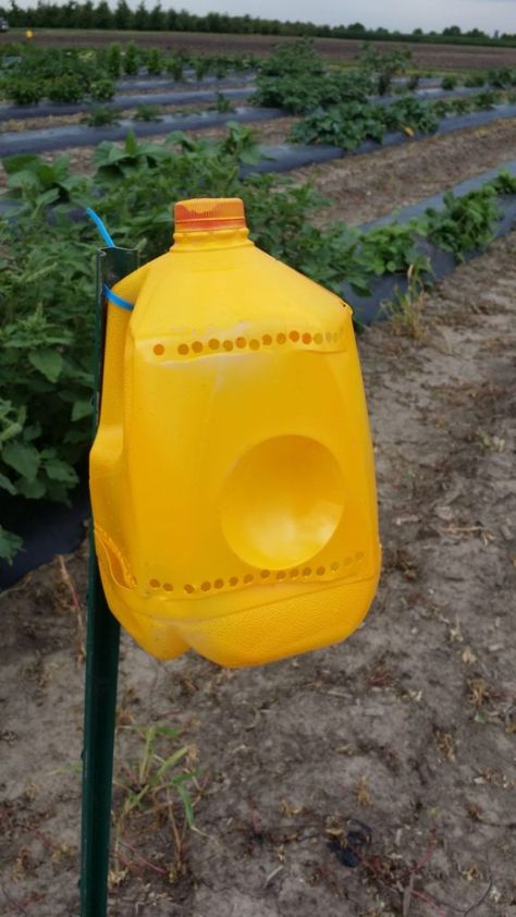 Figure 1. Yellow jugs trap cucumber beetles. Peter Pan Costume Kids, Burpless Cucumber, Diy Pet Costumes, Diy Cat Shelves, Diy Floor Cleaner, Cucumber Varieties, Kill Bugs, Flea Beetles, Cucumber Beetles