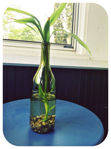 Propagated Bamboo in a recycled wine bottle! Soak the bottle in hot, soapy water for a couple of hours and the labels will come right off. Wine Bottle Plant Propagation, Wine Bottle Plants Ideas, Glass Jar Ideas, Plant Bottle, Hydroponic Herb Garden, Wine Bottle Garden, Vine Bottle, Water Plants Indoor, Wine Bottle Planter