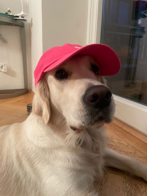 Dog With Glasses, Red Cap, Golden Retrievers, Silly Cats, Floppy Hat, Golden Retriever, Cowboy Hats, Cute Dogs, Dog Cat