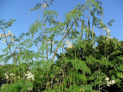 #Drumstick plant is a medium-sized tree which bears both fruits and flowers. It is highly beneficial in curing many ailments like Gout, Asthma, Epilepsy etc Drumstick Vegetable, Most Nutritious Vegetables, Drumstick Leaves, Moringa Benefits, Moringa Tree, Moringa Leaves, Kingdom Plantae, Fruits And Flowers, Fruit Coloring Pages