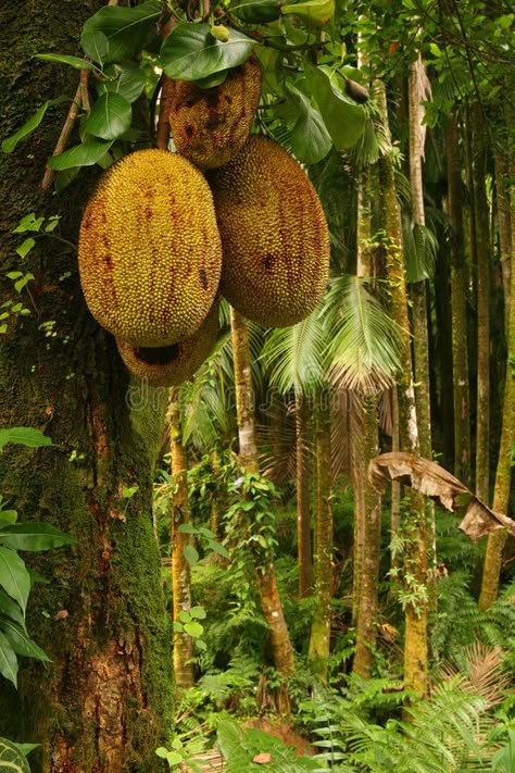 Tropical Fruits. Durian, Tropical Fruit, Tropical Forest, Big Island, Hawaii, US , #Aff, #Durian, #Fruit, #Tropical, #Fruits, #Forest #ad Homemade Fruit Leather, Durian Fruit, Fruit Centerpieces, Tropical Food, Forest Ecosystem, Forest Fruits, Fruits For Kids, Fruit Picking, Food Forest