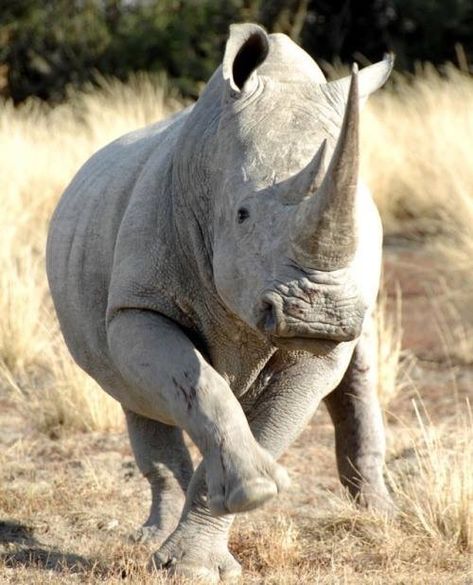 White Rhinoceros No Half Measures, Javan Rhinoceros, Plains Zebra, White Rhinoceros, Africa Wildlife, Tropical Animals, Africa Safari, Unusual Animals, Wildlife Photos