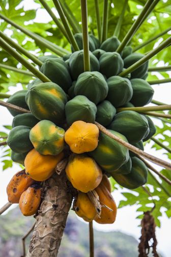 Papaya Farm Landscaping, Fruits And Vegetables Pictures, Papaya Art, Papaya Tree, Vegetable Pictures, Growing Fruit Trees, Abstract Art Images, Fruit Wallpaper, Fruit Photography