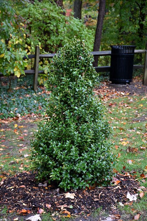 Holly Landscaping, Conifers Garden, Low Maintenance Shrubs, Lafayette Louisiana, Full Size Photo, How To Attract Birds, Woodland Garden, Evergreen Shrubs, Hedges