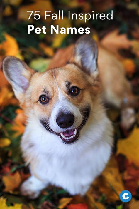 If you brought home your new pet in the autumn, you may be looking for fall pet names. Browse this list for name inspiration for dogs, cats, birds, horses and more. Fall Names For Cats, Fall Names, Female Pet Names, Puppy Girl Names, Baby Pet Names, Pet Name Ideas, Rare Dog Names, Horse Show Names, Girl Pet Names