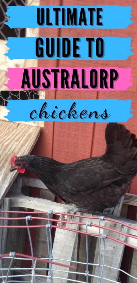 Black Astrolorps Chicken, Black Australorp Chickens, Australorp Chickens, Australorp Chicken, Black Australorp, Chicken Farming, Backyard Chicken Farming, Black Chickens, Egg Incubator