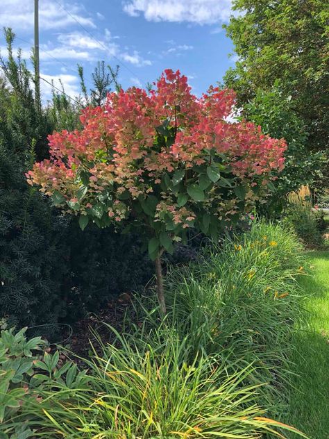 Quick Fire Hydrangea, Bobo Hydrangea, Little Lime Hydrangea, Vanilla Strawberry Hydrangea, Strawberry Hydrangea, White Flowering Trees, Hydrangea Tree, Hydrangea Landscaping, Types Of Hydrangeas