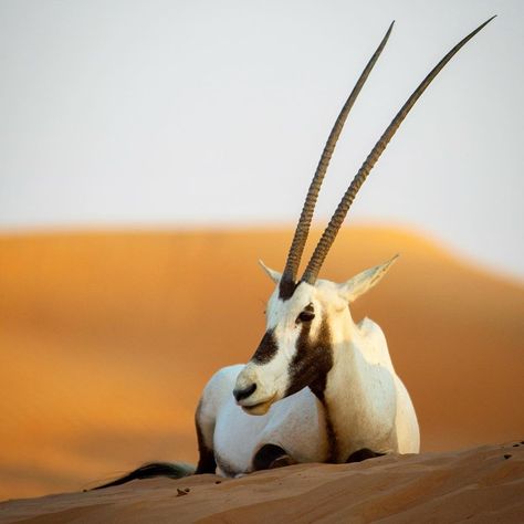 Rare Animals, Beautiful animal pics, world most rare animals, Oryx are rare animal in world, oryx were near to extinction, animal beauty makes me happy Addax Antelope, Arabian Oryx, Elephant Shrew, National Animal, Dubai Desert, Rare Animals, Animal Species, Animal Pics, Wildlife Nature