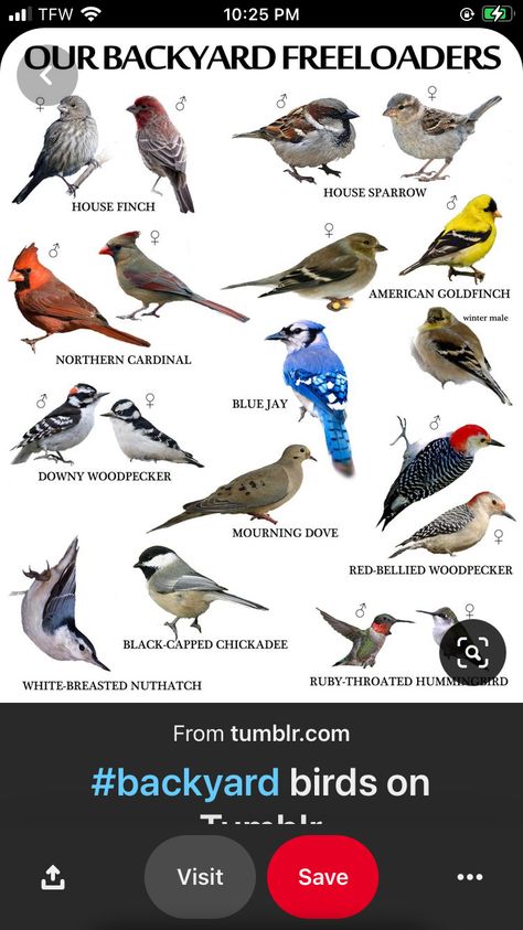 Quail House, Ontario Birds, Airplane Humor, Backyard Birds Watching, Backyard Birds Sanctuary, Backyard Birds Feeders, Bird Facts, Bird Identification, What Is A Bird