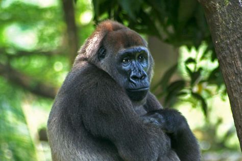 - The rugged, isolated forests along the Nigeria-Cameroon border support a vast array of wildlife, including Cross River gorillas, Nigeria-Cameroon chimpanzees, and forest elephants.- Historically, limited law enforcement in the border zone has left the ecosystem vulnerable to hunting and logging.- Since the early 1990s, though, NGOs have been working alongside both governments to enhance transboundary conservation efforts, including joint patrols by rangers from both countries.- This cross-bord Cross River Gorilla, Endangered Wildlife, Unusual Facts, Mountain Gorilla, Cross River, Great Ape, List Of Animals, Endangered Animals, Primates