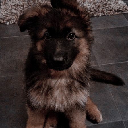 Lily Luna Potter, German Sheperd Dogs, Brown Puppies, Super Cute Puppies, Very Cute Dogs, Pretty Dogs, Pretty Animals, Cute Animals Images, Brown Dog