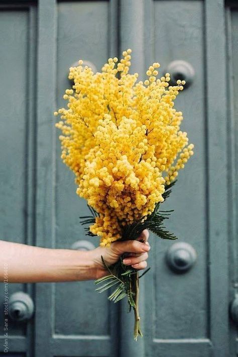 Mimosa, Home Decor Ideas, Yellow Flowers, Decor Ideas, Yellow, Flowers, Black, Home Decor, Home Décor