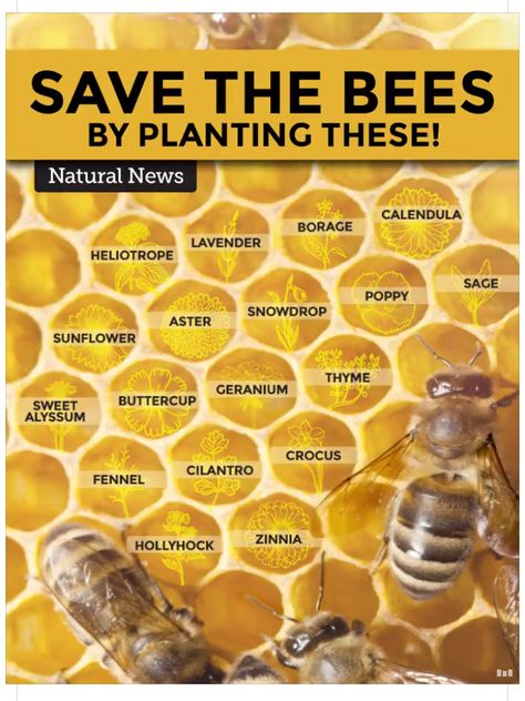 Bee friendly plants Bee Friendly Plants, Backyard Bee, Bee Friendly Garden, Backyard Beekeeping, Bee Garden, Bee Friendly, Have Inspiration, Pollinator Garden, Save The Bees