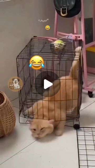 Funny Cat Videos Hilarious, Cat Videos Hilarious, Hilarious Cats, Plants Funny, Extreme Flexibility, Cat Jokes, Cute Animal Memes, Cat Hacks, Animal Funny