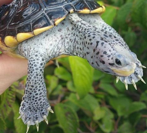 Diamond Back Terrapin, Diamondback Terrapin, Water Turtle, North American Animals, Animal Reference, American Animals, Tortoise Turtle, Terrapin, Cute Turtles