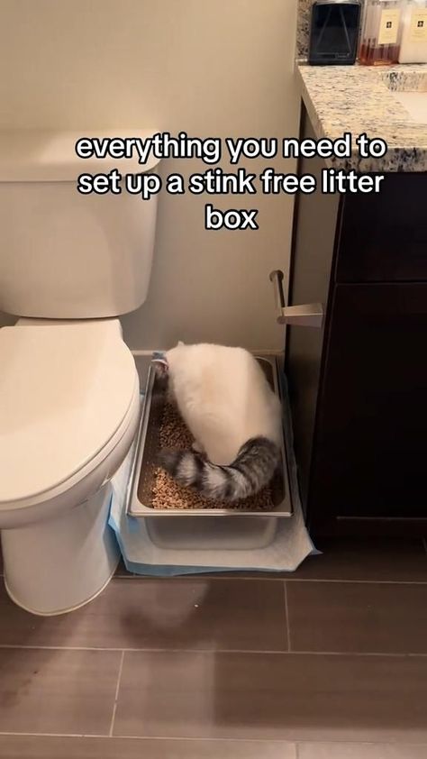 Litter Box Hacks, Christmas Card Photo Ideas, Box Hacks, Cat House Diy, Hacks And Tips, Funny Christmas Card, Cat Essentials, Cat Enclosure, Kitten Care