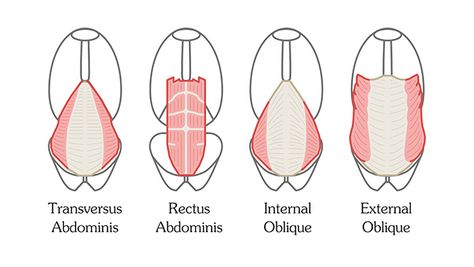 How to Draw Abs - Anatomy | Proko Obliques Anatomy Drawing, Obliques Anatomy, Oblique Anatomy, Abs Anatomy, Abdominal Muscles Anatomy, Proko Anatomy, External Oblique, How To Draw Abs, Human Anatomy For Artists