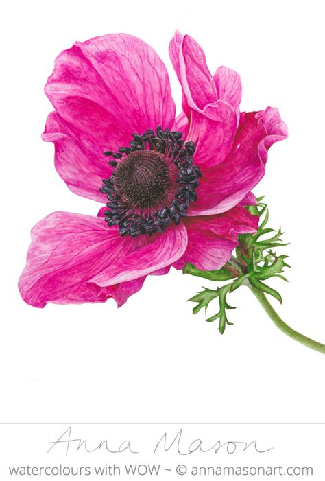 Pink Anemone, Anna Mason, Soyut Sanat Tabloları, Anemone Flower, 수채화 그림, Botanical Painting, Botanical Watercolor, Botanical Drawings, Arte Floral