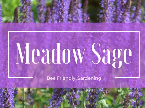 Sage Plants, Sage Purple, Meadow Sage, Heat Tolerant Plants, Sage Plant, Bee Friendly, Gardens Flowers, Bright Purple, Garden Accessories