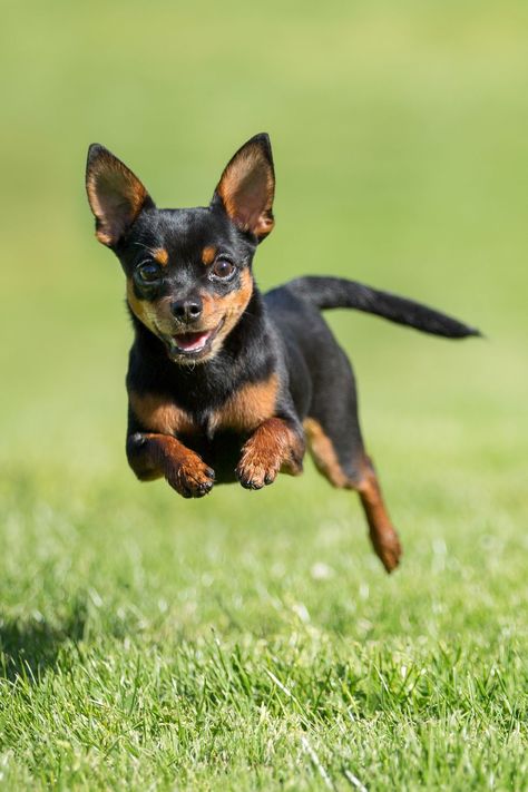 Chihuahua Quotes, Best Small Dog Breeds, Miniature Dog Breeds, Best Small Dogs, Regard Animal, Mini Pinscher, Min Pins, Cute Small Dogs, Toy Dog Breeds